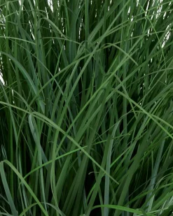 HAVELLEPlanta artificial HAVELLE A65cm gramínea verde
